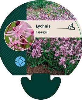 Lychnis flos-cuculi Pot 9 cm