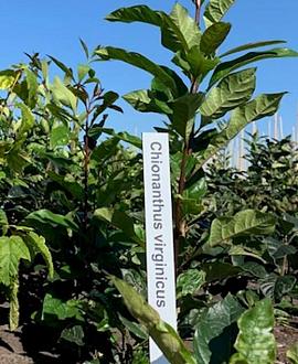 Chionanthus virginicus Kluit 60 - 80 cm