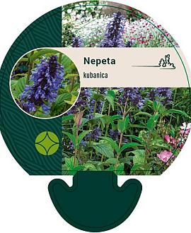 Nepeta kubanica Pot 9 cm