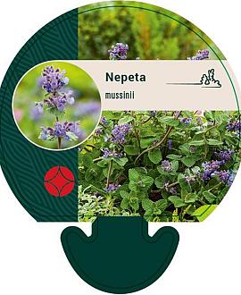 Nepeta mussinii Pot 9 cm