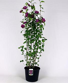Hibiscus syr. 'Ardens' Kluit 125 - 150 cm