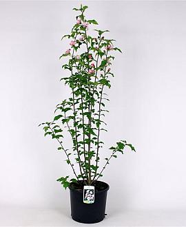Hibiscus syr. 'Leopoldii' Kluit 125 - 150 cm