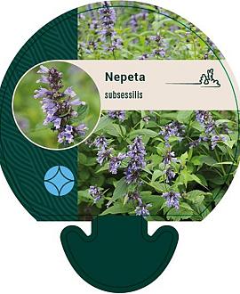 Nepeta subsessilis Pot 9 cm
