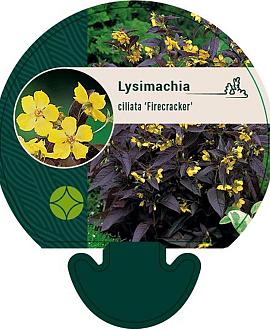 Lysimachia ciliata 'Firecracker' Pot 9 cm