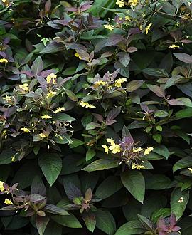 Lysimachia ciliata 'Firecracker' Pot 9 cm