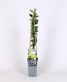 Lonicera c. kamtschatica Pot 2 Liter