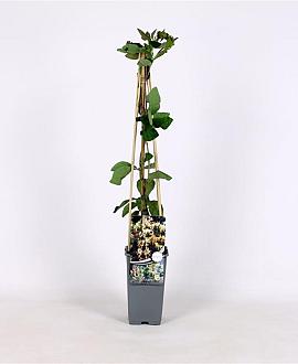 Lonicera capr. 'Inga' Pot 2 Liter