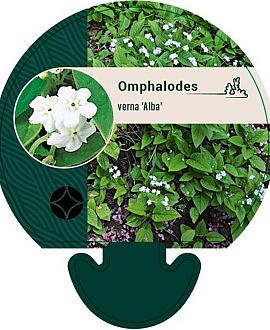 Omphalodes verna 'Alba' Pot 9 cm