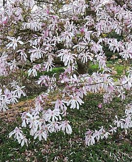 Magnolia loebneri 'Leonard Messel' Kluit 80 - 100 cm