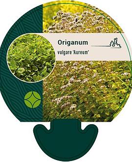 Origanum vulg. 'Aureum' Pot 9 cm