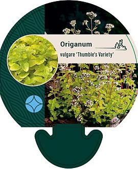 Origanum vulg. 'Thumble's Variety' Pot 9 cm