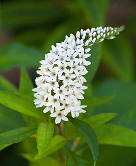 Lysimachia clethroides Pot 9 cm
