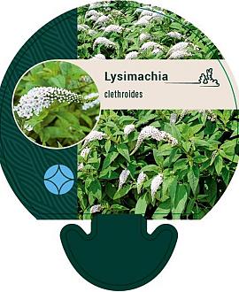 Lysimachia clethroides Pot 9 cm