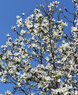 Magnolia soul. 'Alba Superba' Kluit 60 - 80 cm