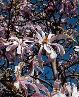 Magnolia st. 'Rosea' Kluit 60 - 80 cm