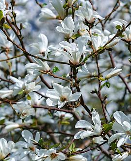 Magnolia st. 'Royal Star' Kluit 60 - 80 cm