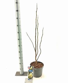 Magnolia 'Yellow Lantern' Pot 5 Liter 50 - 60 cm
