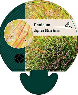 Panicum virgatum 'Hänse Herms' Pot 9 cm
