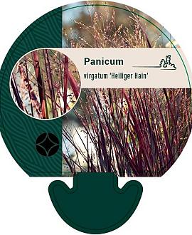 Panicum virgatum 'Heiliger Hain' Pot 9 cm