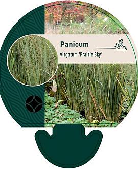 Panicum virgatum 'Prairie Sky' Pot 9 cm