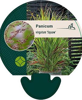 Panicum virgatum 'Squaw' Pot 9 cm