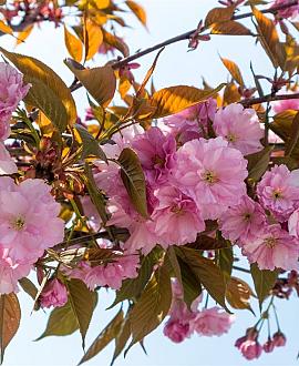 Prunus ser. 'Kanzan' Pot 110 liter 200 - 250 cm Meerstammig