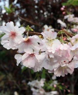 Prunus subh. 'Autumnalis' Pot 110 liter 200 - 250 cm Meerstammig