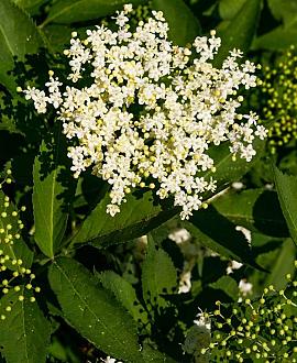 Sambucus nigra Pot 90 Liter 200 - 250 cm Meerstammig