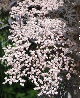 Sambucus nigra Black Lace Kluit 100 - 125 cm