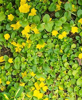 Lysimachia nummularia Pot 9 cm