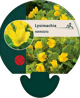 Lysimachia nummularia Pot 9 cm