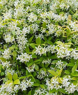 Trachelospermum jasminoides Pot 2 Liter80 - 100 cm