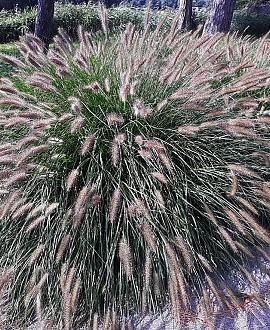 Pennisetum al. 'Gelbstiel' Pot 9 cm