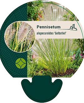 Pennisetum al. 'Gelbstiel' Pot 9 cm