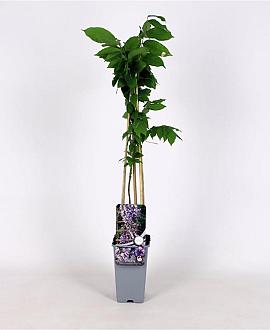 Wisteria flor. 'Eranthema' Pot 2 Liter