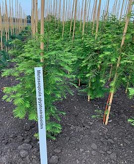 Metasequoia glyptostroboides Kluit 80 - 100 cm