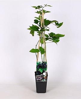 Rubus frut. 'Black Satin' Pot 2 Liter