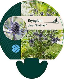 Eryngium pl. 'Blue Hobbit' Pot 9 cm