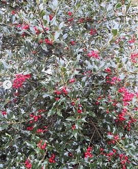 Ilex aq. 'Alaska' Pot 70 Liter 150 - 175 cm