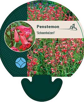Penstemon 'Schoenholzeri' Pot 9 cm