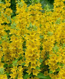 Lysimachia punctata Pot 9 cm