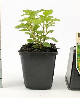 Lysimachia punctata Pot 9 cm