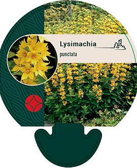 Lysimachia punctata Pot 9 cm