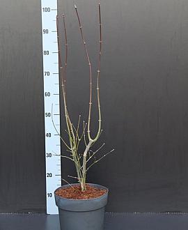 Acer pal. 'Atropurpureum' Pot 5 Liter 60 - 80 cm