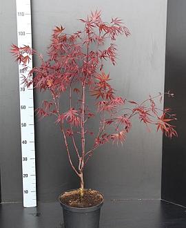Acer pal. 'Bloodgood' Pot 5 Liter 60 - 80 cm