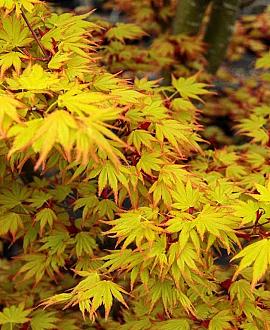 Acer pal. 'Orange Dream' Pot 5 Liter 60 - 80 cm