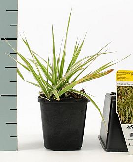 Phalaris arund. 'Picta' Pot 9 cm
