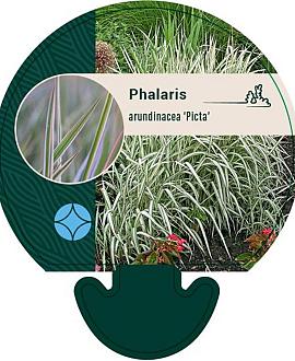 Phalaris arund. 'Picta' Pot 9 cm