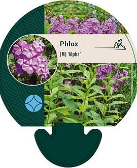 Phlox (M) 'Alpha' Pot 9 cm