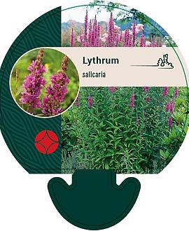Lythrum salicaria Pot 9 cm